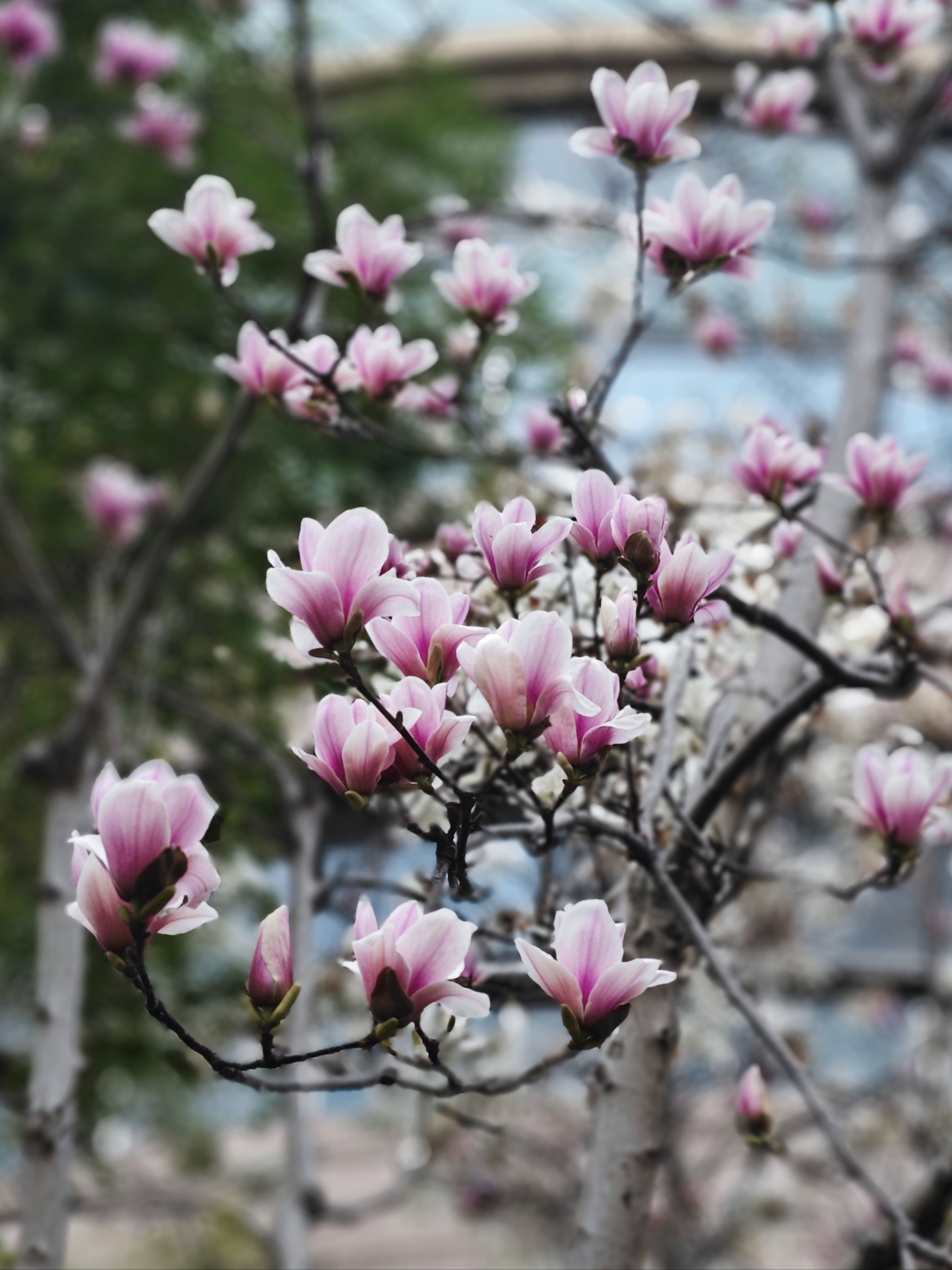 西南大学二乔玉兰图片