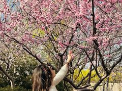 -桃花堤公园