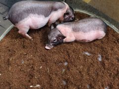 -正佳雨林生态植物园