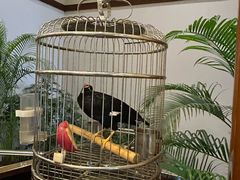 -杭州香格里拉·香宫中餐厅