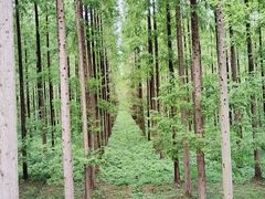 -黄海国家森林公园