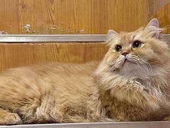 -MOCHA明星猫咖(田子坊店)