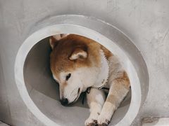 -柴务处·柴犬主题狗咖