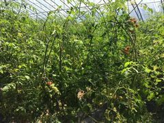 -万源龙顺度假庄园生态观光园