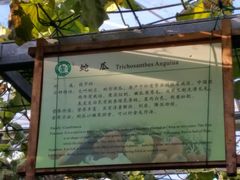 -上海都市菜园