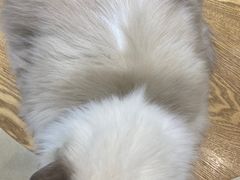 -藏猫猫咖啡主题馆(中央大道店)