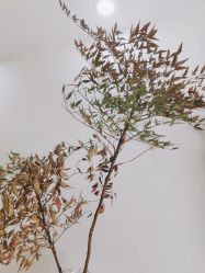 点击看大图 大堂-寇氏拔罐减肥