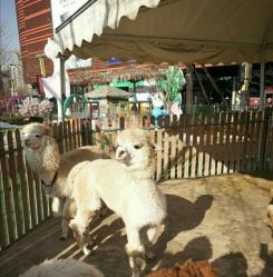 点击看大图 -萌宠亲子动物乐园(槐房万达店)