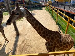 -西霞口神雕山野生动物世界