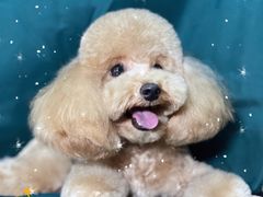 -小尾巴宠物店(万科·金域华庭店)