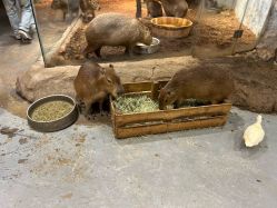 -Zoolung Zoolung动物主题公园(海信广场店)