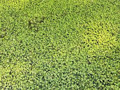 -渌洋湖湿地公园