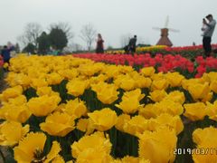 -杭州湾海上花田景区