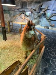 -Zoolung Zoolung动物主题公园(海信广场店)