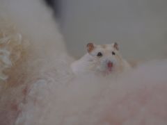 -钓仓鼠(洋桥北里小区店)