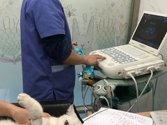 -伟伟宠物医院·CT影像中心·瑞派犬猫综合性门诊(汉口总院)