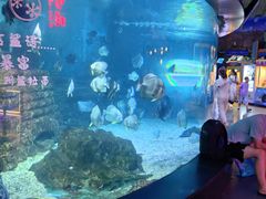 -烟台海昌鲸鲨海洋公园