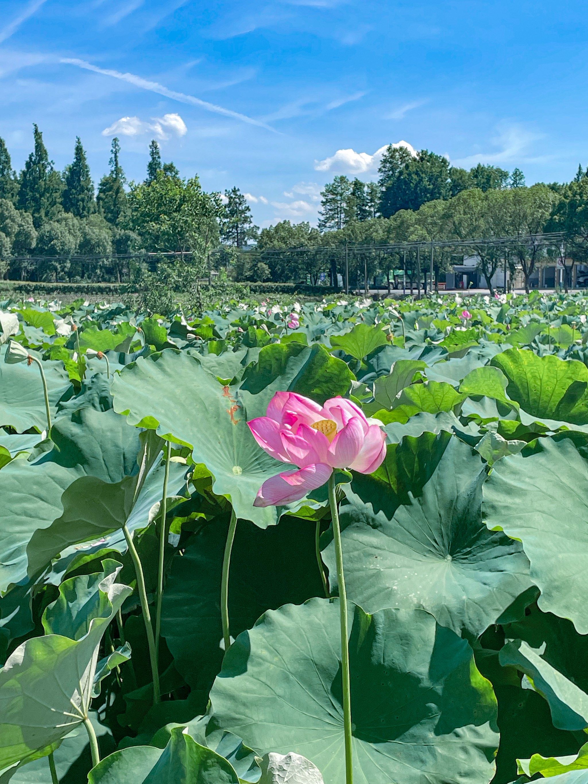 夏天的荷花03太美了