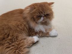 -藏猫猫咖啡主题馆(中央大道店)