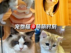 -猫十亿·布偶金渐层·曼基康矮脚猫舍(青年路店)
