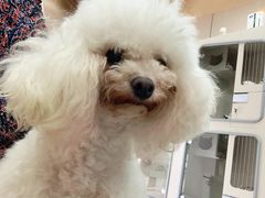 -唐小姐の私宠·宠物洗护美容·撸猫馆·购宠(周浦万达旗舰店)