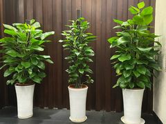 -名善山珍·野生菌汤锅(文殊院店)