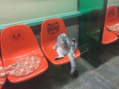 -猫咪博物馆(顶澳仔猫街店)