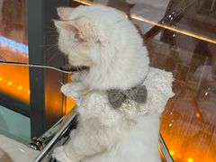 -怪兽屋·羊驼·猫咖·狗咖(俊华广场店)