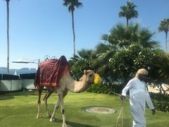 -迪拜帆船酒店海底餐厅