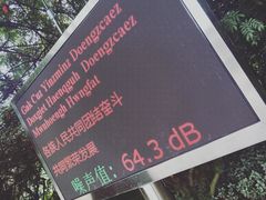 -金花茶公园