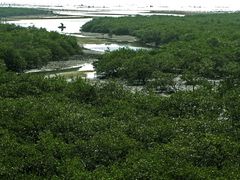 -北海金海湾红树林生态旅游区