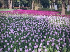 -上海鲜花港