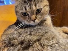 -猫小院猫主题餐厅(南锣旗舰店)