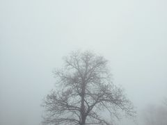 -武陵山森林公园