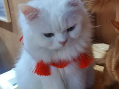 -MOCHA明星猫咖(田子坊店)