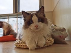 -李小姐の猫咖啡馆(五角场店)