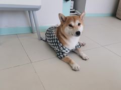 -怪兽屋·羊驼·猫咖·狗咖(俊华广场店)