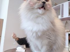 -Cappucimeow猫咪咖啡馆(韦伯时代店)