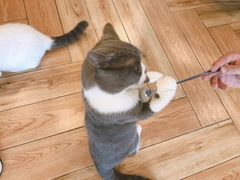 -遇见羊驼·奶狗咖·布偶猫咖·法斗柯基柴犬阿拉斯加(春熙路太古里IFS店)