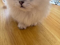 -柚子猫舍·精品猫舍购猫·猫咪认养·购宠·宠物店