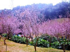 -广州市白云山风景名胜区