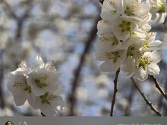-桃花堤公园
