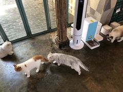 -喵屿·大理花园猫咖