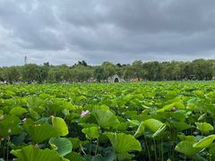 -长春市南湖公园