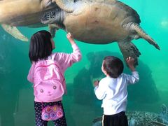-广东惠东海龟国家级自然保护区