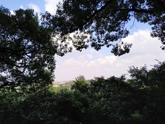 -上海佘山国家森林公园东门地面停车场