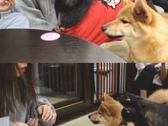 -逗柴咖啡屋·狗咖猫咖宠物桌游