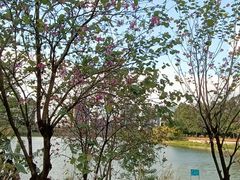 -广东花都湖国家湿地公园