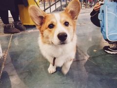 -东浩兰生上海世博展览馆