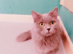 -飞行喵MR PILOT|猫舍·猫咖(静安大融城店)